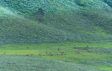 Herd of Elk Grazing in Green Field in Hayden Valleyの写真素材