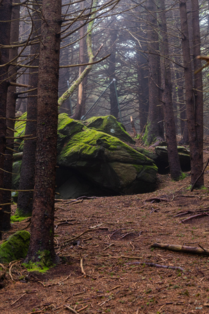 Mossy Boulders in Sparse Forest on foggy summer dayの写真素材