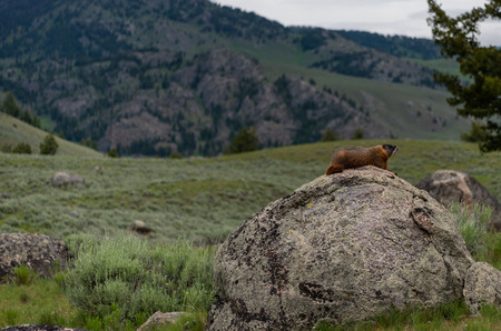 Profile of Brown Marmot on Rock in Mountains in Yellowstoneの写真素材