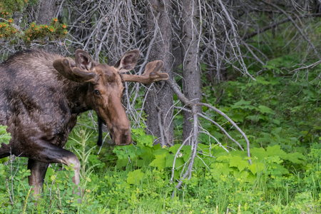 Male Moose Looks at Camera at it Exits Forest while grazingの写真素材