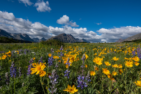 Yellow Daisies in Wildflower Field in Montana Wildernessの写真素材