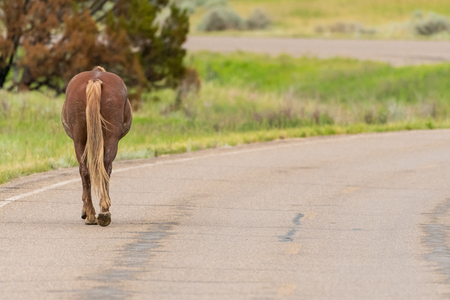 Wild Horse Wanders Down Paved Road in Theodore Roosevelt National Parkの写真素材