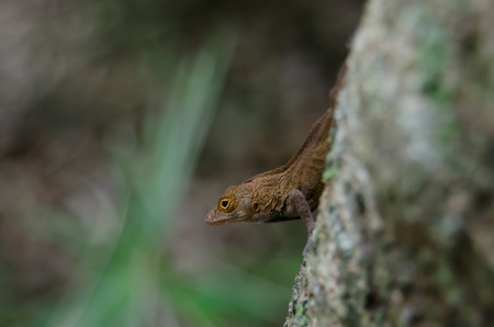 A small brown lizard scampers on a tree in a Caribbean forestの写真素材