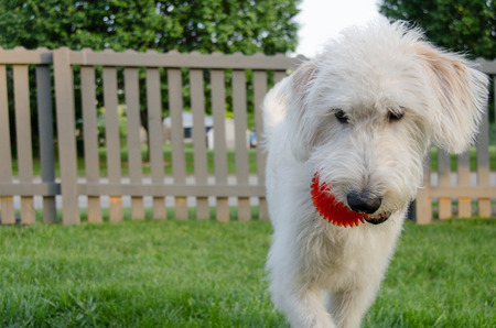 A white labradoodle brings a red ball back to the thrower in a game of fetch