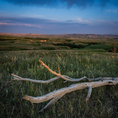 Dead Wood Sits in Prairie with Badlands in backgroundの写真素材