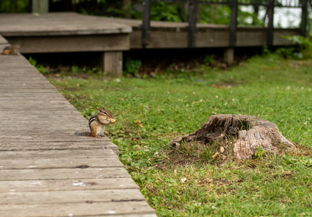 Chipmunk Munches on Peanut in Shell on Wooden Boardwalkの写真素材