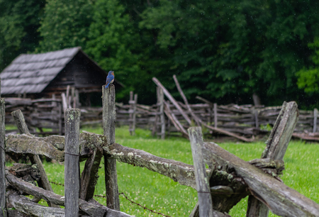 Blue Bird Perched On Old Fence During Rain in Summerの写真素材