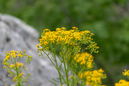 Small Ragwort Flowers bloom in early summer in mountainsの写真素材