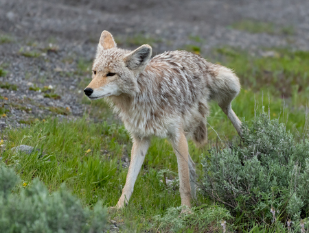 Coyote Urinates on Green Bush in Field