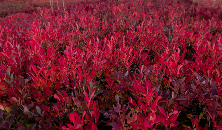 Red Huckleberry Bushes Turning Colors in Fall Span Imageの写真素材