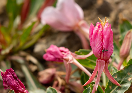 Ant Climbs On Wilting Pink Flower close upの写真素材