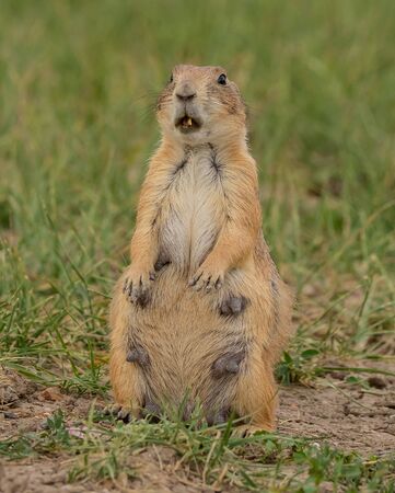 Alert Female Groundhog with Piece of Grass in her mouthの写真素材