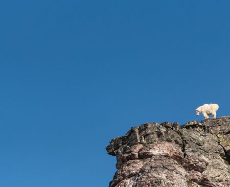 Mountain Goat Looks Down From Cliff Shelf against blue skyの写真素材