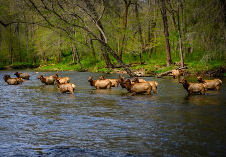 Herd of Elk Cool Off in Oconaluftee River in North Carolina mountainsの写真素材