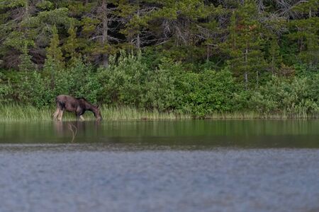 Moose Grazes In Lake just before sunset in Montana wildernessの写真素材