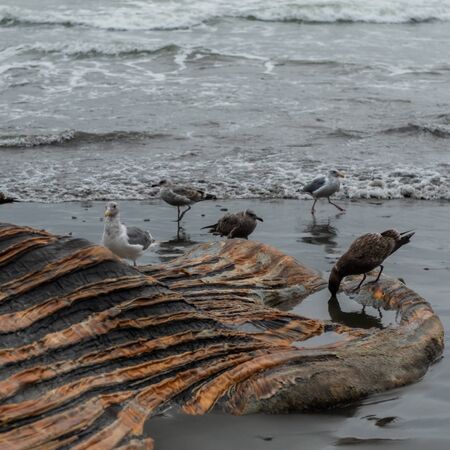 Pelicans Surround Dead whale corpse on beach in northern Washington