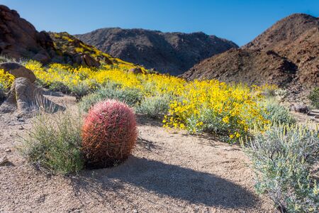 California Barrel Cactus Stands In Front of Bristlebush Bloomの写真素材