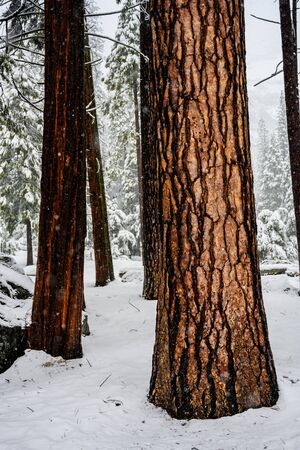Trunks of Orange Colored Bark Stand Out in Snow Storm in Yosemite