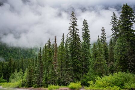 Tall Pines and Fog in Wyoming wilderness in summer