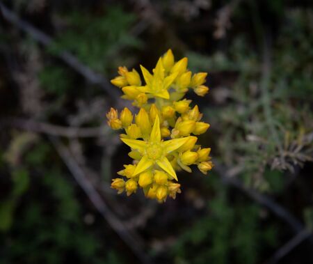 Yellow Stonecrop Wildflower Bunch in Yellowstone wildernessの写真素材