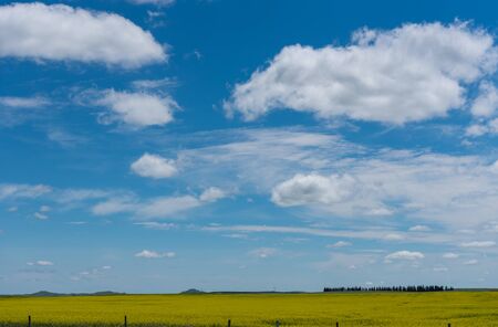 Yellow Field in Montana along countryside roadの写真素材