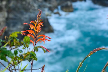 Orange Wildflower Blooms in front of Pacific Oceanの写真素材