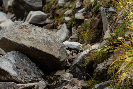 Pika Eating Grass On the Rocks of a boulder fieldの写真素材