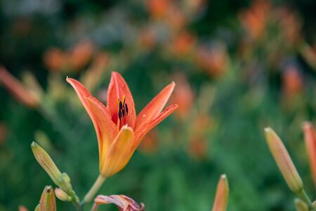 Orange Lily on Left with Copy Space to Rightの写真素材