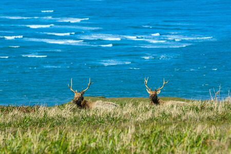 Ocean Surf and Two Tule Elk on cliffsideの写真素材