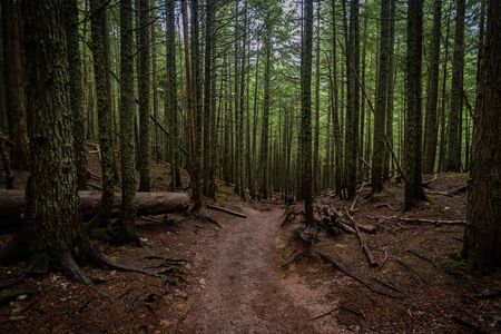 Woman Hikes Through Forest in Glacier during summer