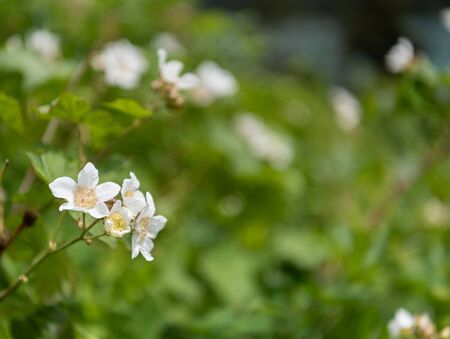 Serviceberry Buds with Copy Space to Rightの写真素材