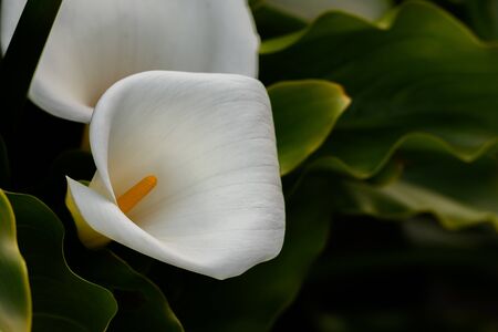 Calla Lilly Blooms In the Wild with copy space to rightの写真素材