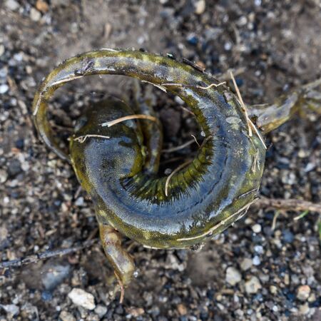 Curled Up Lizard on Trail with wet skin