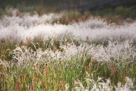 Dewy Drops On Green Grasses in summer field
