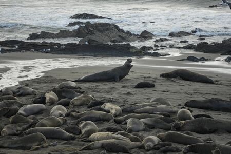 Male Elephant Seal Barks At Another Sealの写真素材