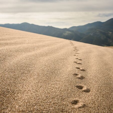 Close Up of Animal Footprints In Sand on dunesの写真素材