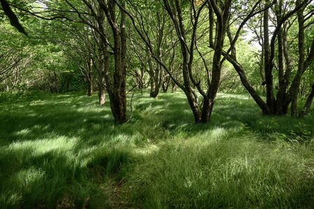 Flowing Grasses Under Grove of Treesの写真素材