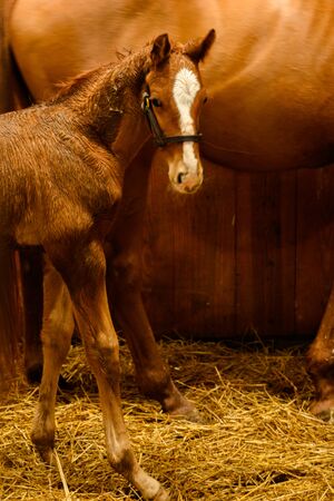 Foal Looks Back at Camera in barn stallの写真素材