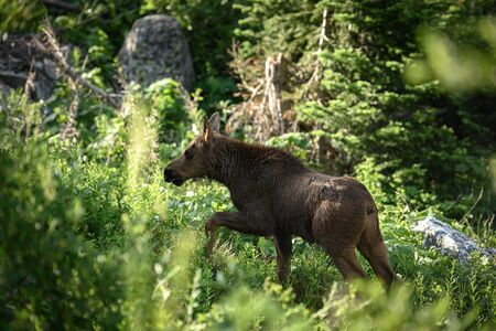 Moose Calf Begins to Walk Uphill through brushの写真素材