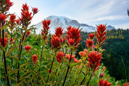 Orange Paintbrush Flowers with Mount Rainier in background during sunmer
