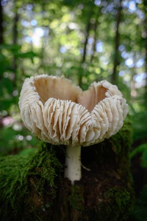 Ripples on Side of Mushroom Curled up and growing out of mossy logの写真素材