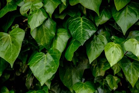 Wall of Ivy Close Up with leaf tips sticking outの写真素材