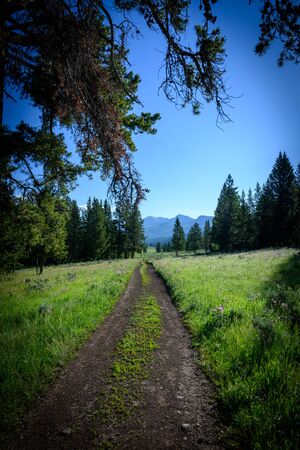 Double Wide Trail Exits Forest into Field in Wyoming mountainsの写真素材