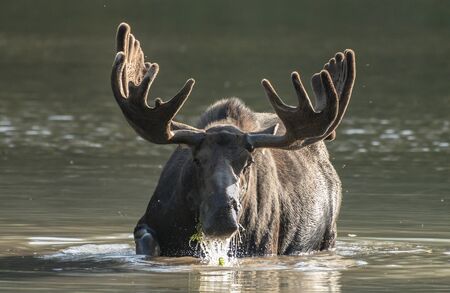 Moose Chewing On Grass in Lake turns into aqua lake in Montana mountainsの写真素材