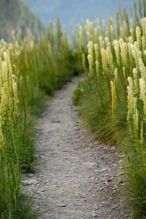 Trail Through Bear Grass from low angle