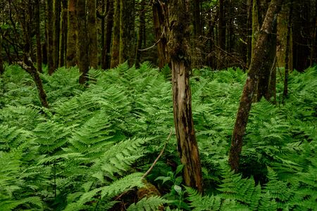 Weathered Tree and Ferns in thick mossy forest