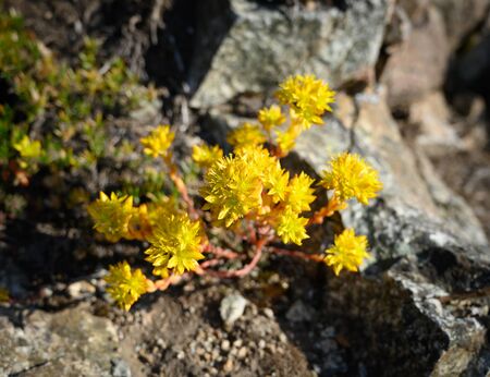 Yellow Petals on Spiky Flowers growing out of rock in North Cascadesの写真素材