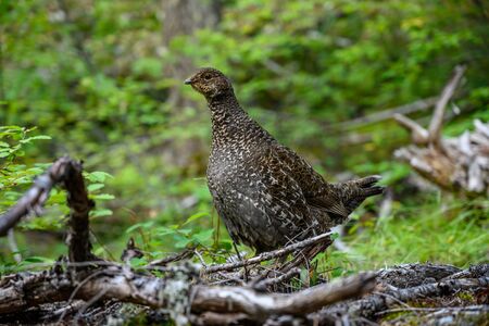 Brown and White Grouse Walks in Forest in Washington mountainsの写真素材