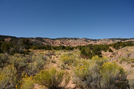 Yellow Rabbitbrush In Desert Landscape on clear dayの写真素材