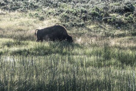 Bison Grazes in field of golden light in summer